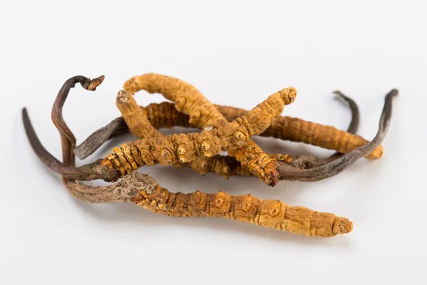 Yarsagumba Cordyceps sinesis Yartsa Gunbu geleneksel Çin tıp Himalaya altın kullanılan Nepal beyaz arka planda izole. 