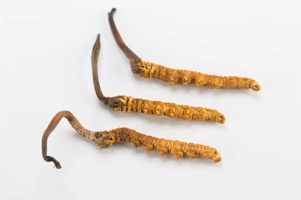 Yarsagumba Cordyceps sinesis Yartsa Gunbu geleneksel Çin tıp Himalaya altın kullanılan Nepal beyaz arka planda izole. 
