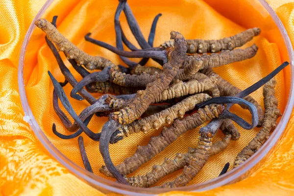 Yarsagumba Cordyceps sinesis Yartsa Gunbu geleneksel Çin tıp Himalaya altın kullanılan Nepal beyaz arka planda izole. 