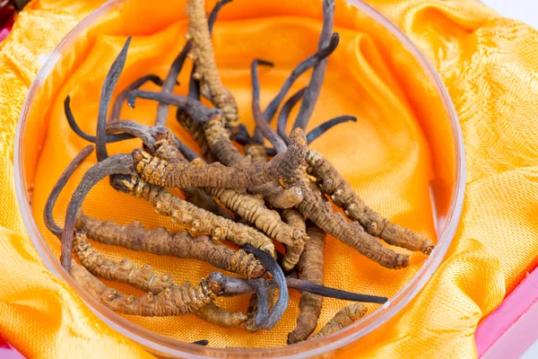 Yarsagumba Cordyceps sinesis Yartsa Gunbu geleneksel Çin tıp Himalaya altın kullanılan Nepal beyaz arka planda izole. 