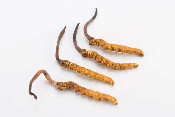 Yarsagumba Cordyceps sinesis Yartsa Gunbu geleneksel Çin tıp Himalaya altın kullanılan Nepal beyaz arka planda izole. 