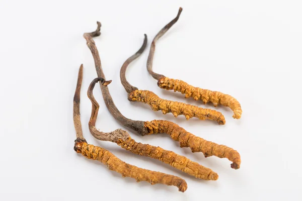 Yarsagumba Cordyceps sinesis Yartsa Gunbu geleneksel Çin tıp Himalaya altın kullanılan Nepal beyaz arka planda izole. 