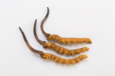 Yarsagumba Cordyceps sinesis Yartsa Gunbu geleneksel Çin tıp Himalaya altın kullanılan Nepal beyaz arka planda izole. 