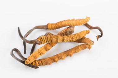 Yarsagumba Cordyceps sinesis Yartsa Gunbu geleneksel Çin tıp Himalaya altın kullanılan Nepal beyaz arka planda izole. 
