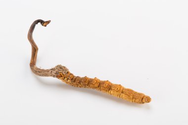Yarsagumba Cordyceps sinesis Yartsa Gunbu geleneksel Çin tıp Himalaya altın kullanılan Nepal beyaz arka planda izole. 
