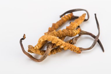 Yarsagumba Cordyceps sinesis Yartsa Gunbu geleneksel Çin tıp Himalaya altın kullanılan Nepal beyaz arka planda izole. 