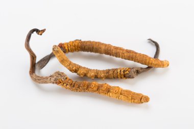 Yarsagumba Cordyceps sinesis Yartsa Gunbu geleneksel Çin tıp Himalaya altın kullanılan Nepal beyaz arka planda izole. 