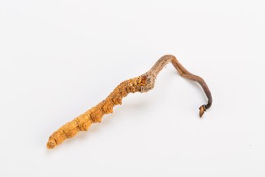 Yarsagumba Cordyceps sinesis Yartsa Gunbu geleneksel Çin tıp Himalaya altın kullanılan Nepal beyaz arka planda izole. 
