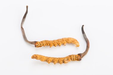 Yarsagumba Cordyceps sinesis Yartsa Gunbu geleneksel Çin tıp Himalaya altın kullanılan Nepal beyaz arka planda izole. 