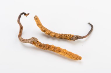 Yarsagumba Cordyceps sinesis Yartsa Gunbu geleneksel Çin tıp Himalaya altın kullanılan Nepal beyaz arka planda izole. 