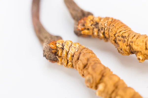 Yarsagumba Cordyceps sinesis Yartsa Gunbu geleneksel Çin tıp Himalaya altın kullanılan Nepal beyaz arka planda izole. 