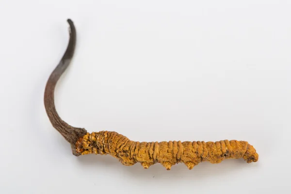 Yarsagumba Cordyceps sinesis Yartsa Gunbu geleneksel Çin tıp Himalaya altın kullanılan Nepal beyaz arka planda izole. 