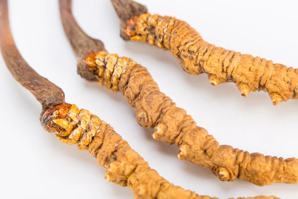 Yarsagumba Cordyceps sinesis Yartsa Gunbu geleneksel Çin tıp Himalaya altın kullanılan Nepal beyaz arka planda izole. 