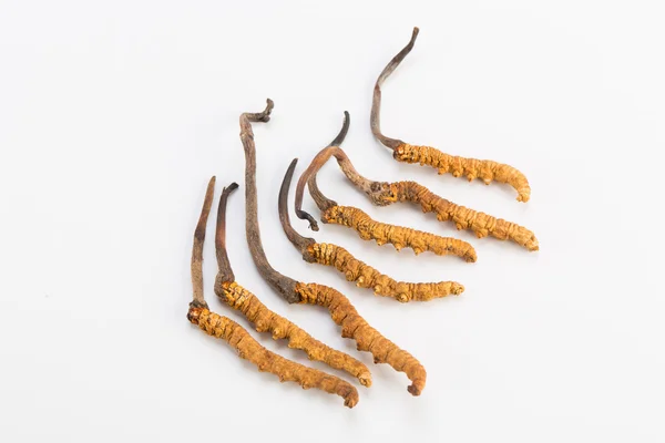 Yarsagumba Cordyceps sinesis Yartsa Gunbu geleneksel Çin tıp Himalaya altın kullanılan Nepal beyaz arka planda izole. 