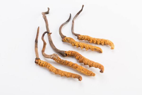 Yarsagumba Cordyceps sinesis Ярца Гунбу используется в традиционной китайской медицине Гималайского золота Непал изолирован в белом фоне
 