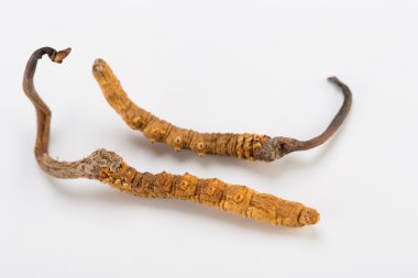 Yarsagumba Cordyceps sinesis Yartsa Gunbu geleneksel Çin tıp Himalaya altın kullanılan Nepal beyaz arka planda izole. 
