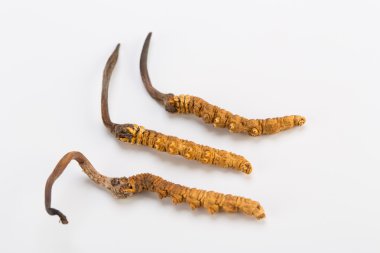 Yarsagumba Cordyceps sinesis Yartsa Gunbu geleneksel Çin tıp Himalaya altın kullanılan Nepal beyaz arka planda izole. 