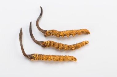 Yarsagumba Cordyceps sinesis Yartsa Gunbu geleneksel Çin tıp Himalaya altın kullanılan Nepal beyaz arka planda izole. 