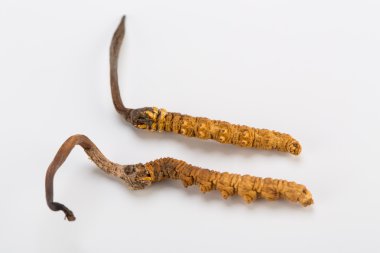 Yarsagumba Cordyceps sinesis Yartsa Gunbu geleneksel Çin tıp Himalaya altın kullanılan Nepal beyaz arka planda izole. 
