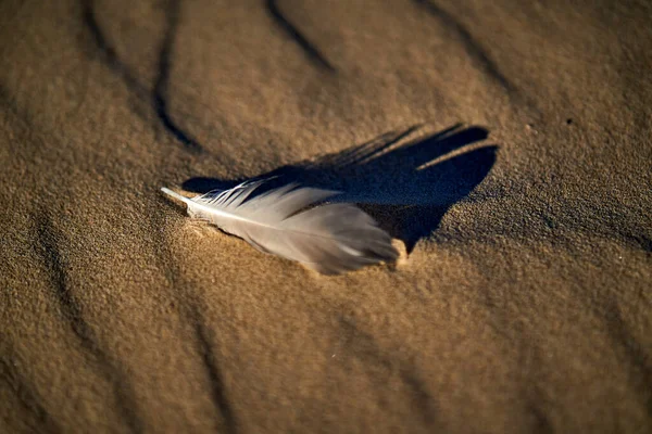 Άμμος και φτερό ακτή της θάλασσας φθινόπωρο Λετονία — Φωτογραφία Αρχείου