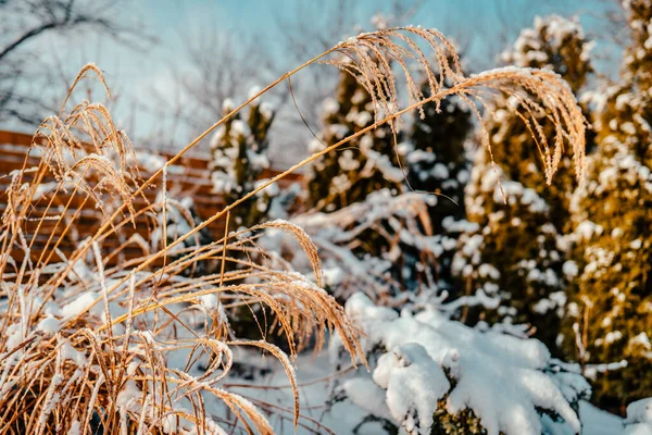 Christmas golden ball and tree branch. Christmas decorations. — Stock Photo, Image