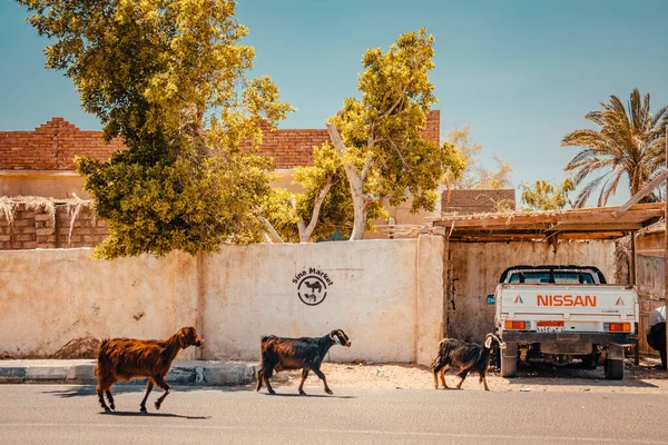 Gatufoto i Dahab, Södra Sinai, Egypten — Stockfoto