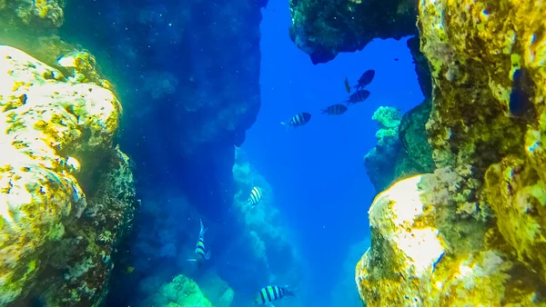 Coraux tropicaux sous-marins Récif et poissons de mer Mer Rouge en Egypte — Photo