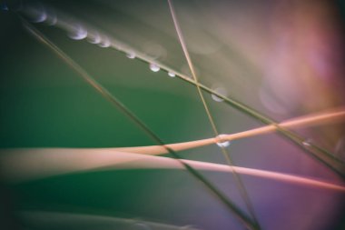 Çimenler ve su damlaları ilkbahar zamanı yeşil ışıkta