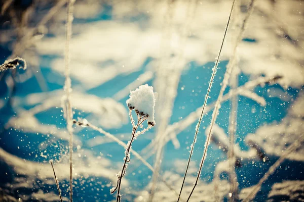 Sneeuw bedekt tak en Snow Fall winterlandschap bij dageraad — Stockfoto