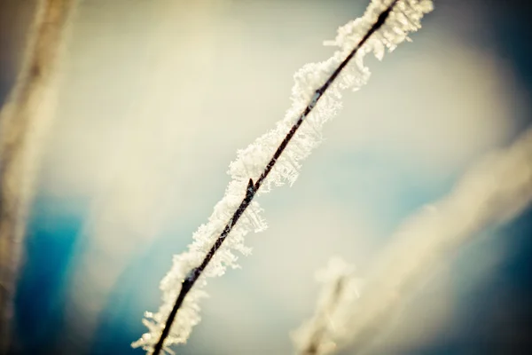 Neve coberta ramo e paisagem de inverno ao amanhecer — Fotografia de Stock