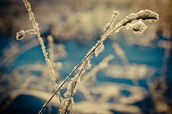 Rama cubierta de nieve y paisaje de invierno al amanecer — Foto de Stock