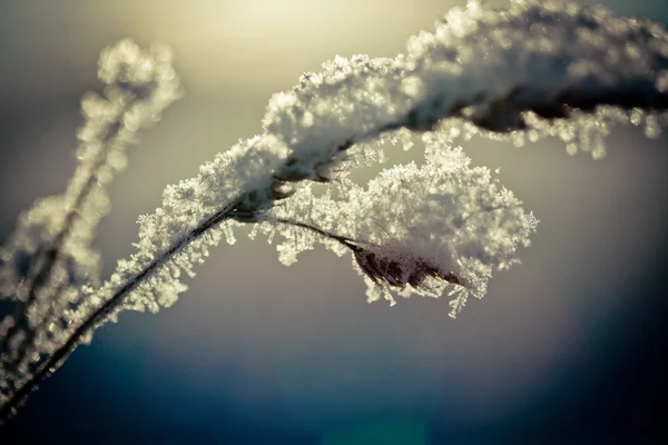 Besneeuwde tak en winter landschap bij dageraad — Stockfoto