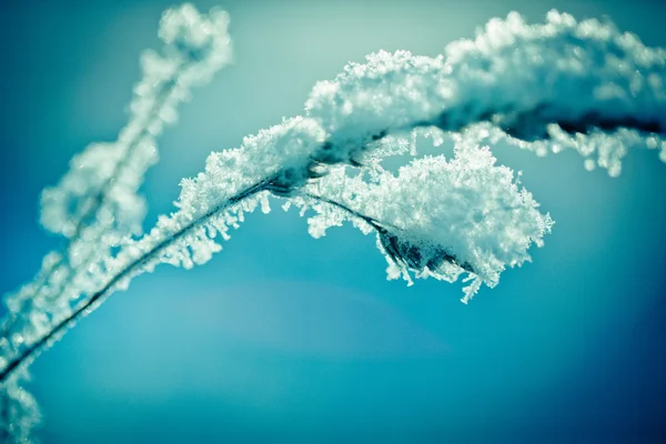 明け方の雪に覆われた枝と冬風景 — ストック写真