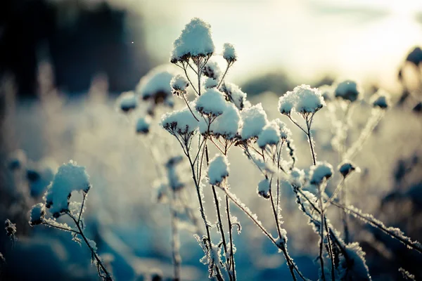 Winterlandschap bij dageraad — Stockfoto