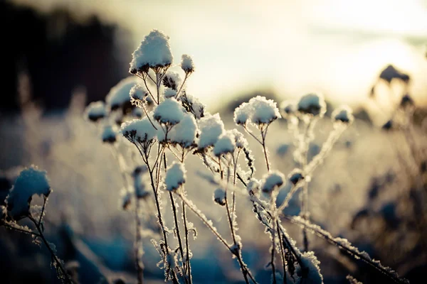 Paysage hivernal à l'aube — Photo