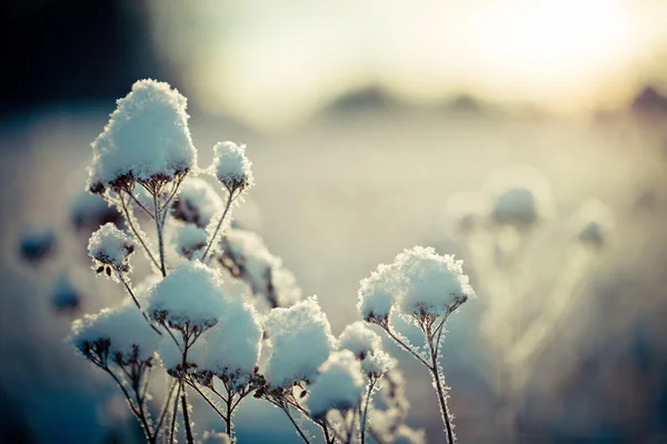 Paysage hivernal à l'aube — Photo