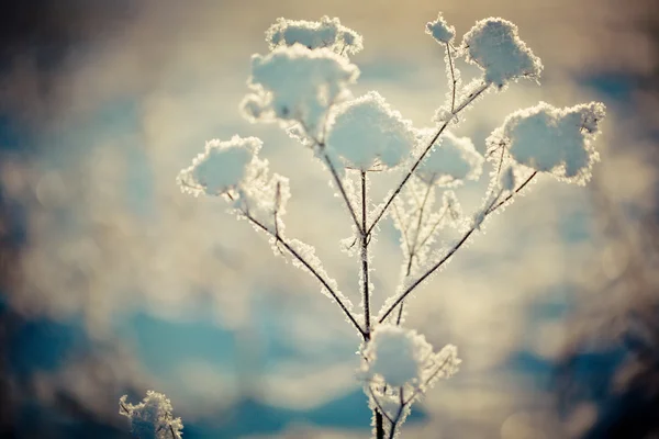 Besneeuwde tak en winter landschap bij dageraad — Stockfoto