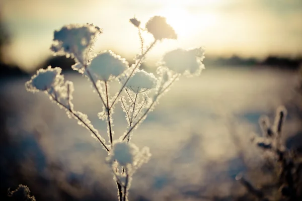 Paisagem de inverno ao amanhecer — Fotografia de Stock