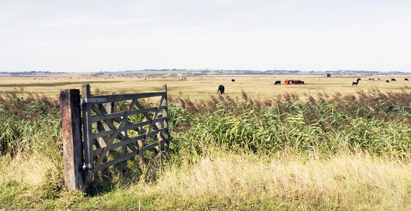 Kent platteland uk — Stockfoto