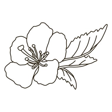 vektör el çekilmiş kiraz çiçeği