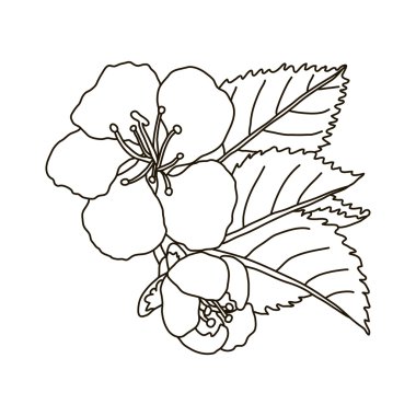 vektör el çekilmiş kiraz çiçeği