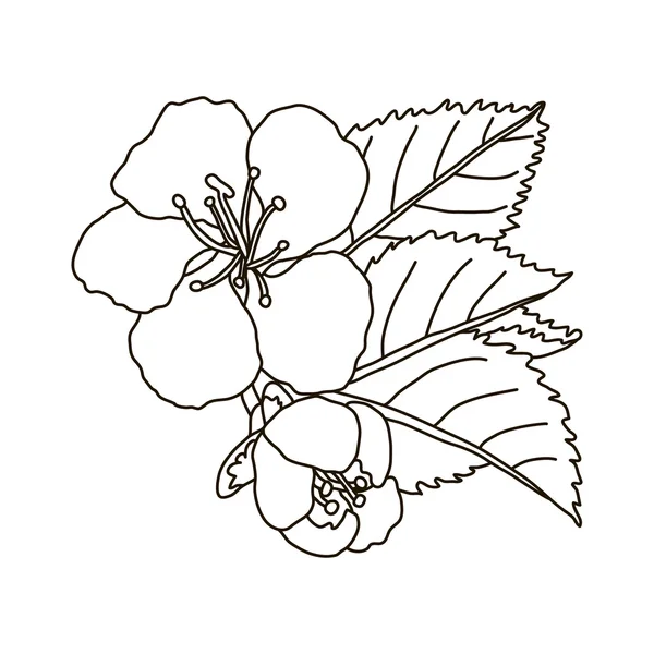 vektör el çekilmiş kiraz çiçeği