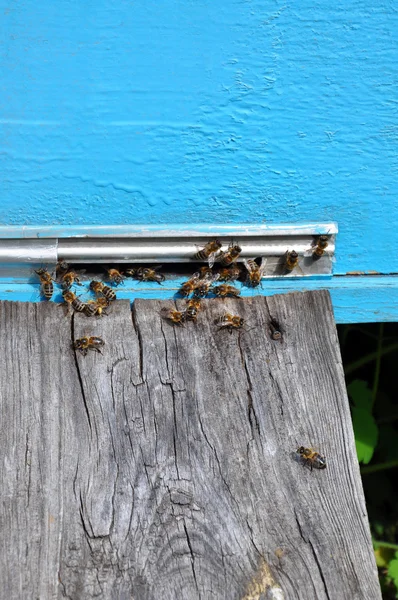 Colmena de abejas con abejas — Foto de Stock