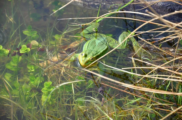 Rana galleggiante nel fiume — Foto Stock