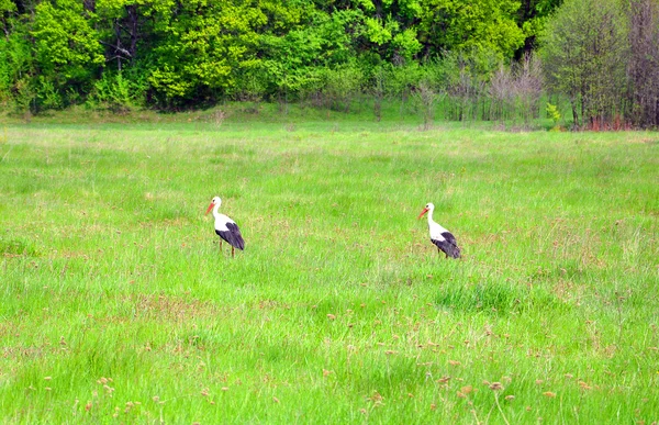 Zwei Störche auf einer grünen Wiese — Stockfoto