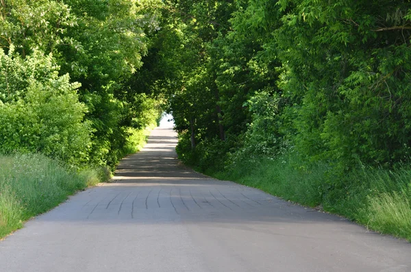 Camino de campo en el bosque — Foto de Stock