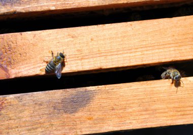 Arılar arı çerçevelerle