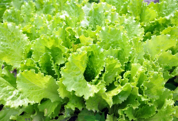 Salada verde crescendo no jardim — Fotografia de Stock