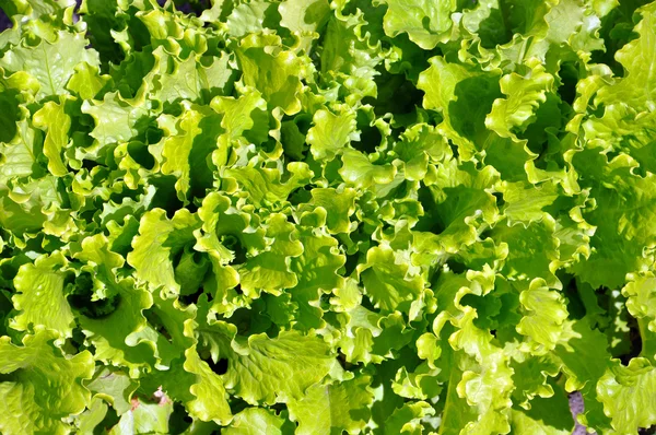 Salada verde crescendo no jardim — Fotografia de Stock