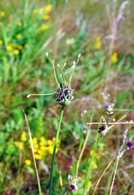 kır çiçekleri fild üzerinde büyüyen